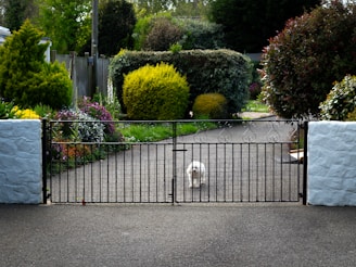 a white dog is standing behind a gate