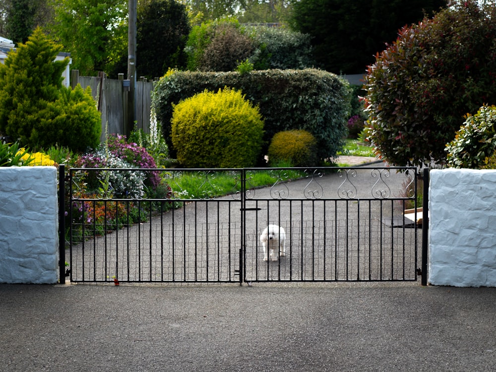 a white dog is standing behind a gate