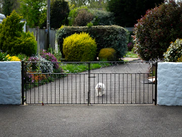 Dog standing behind a gate