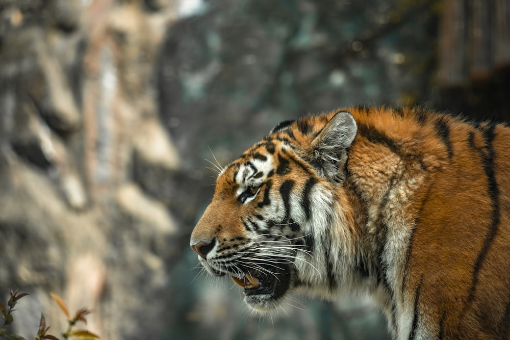 a tiger standing in front of a rock wall