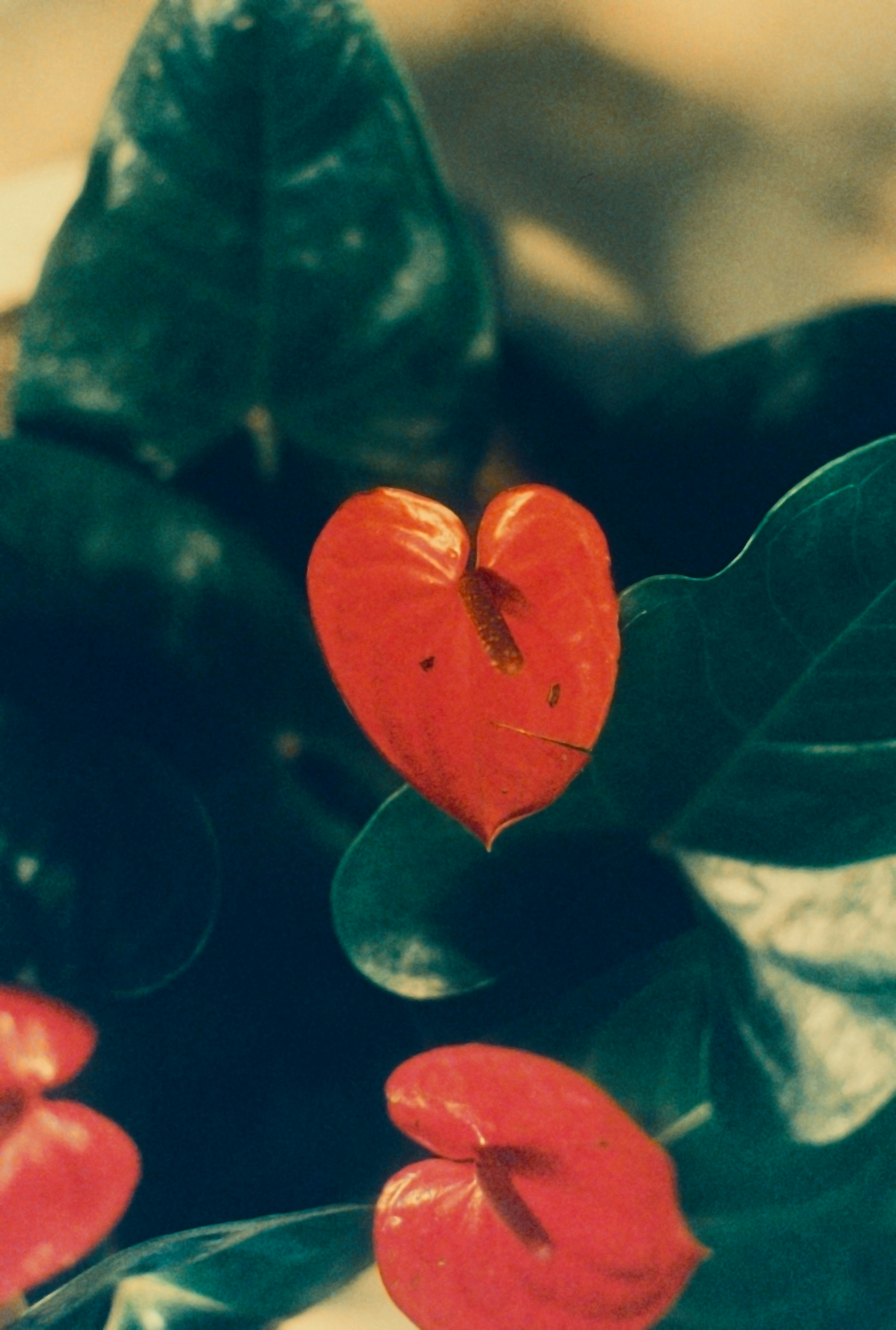 a red heart shaped object sitting on top of a leafy plant