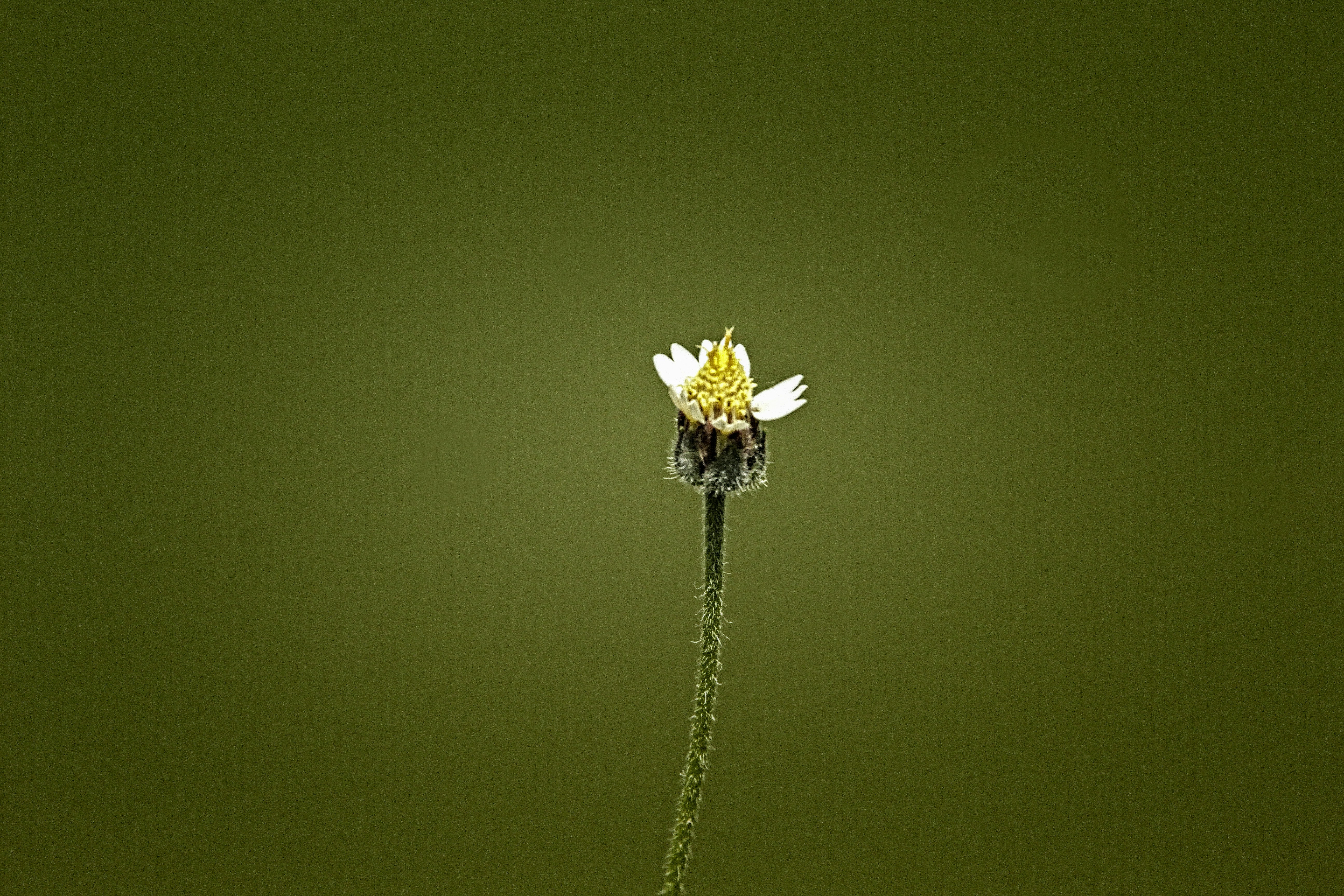 a single white flower with a green background