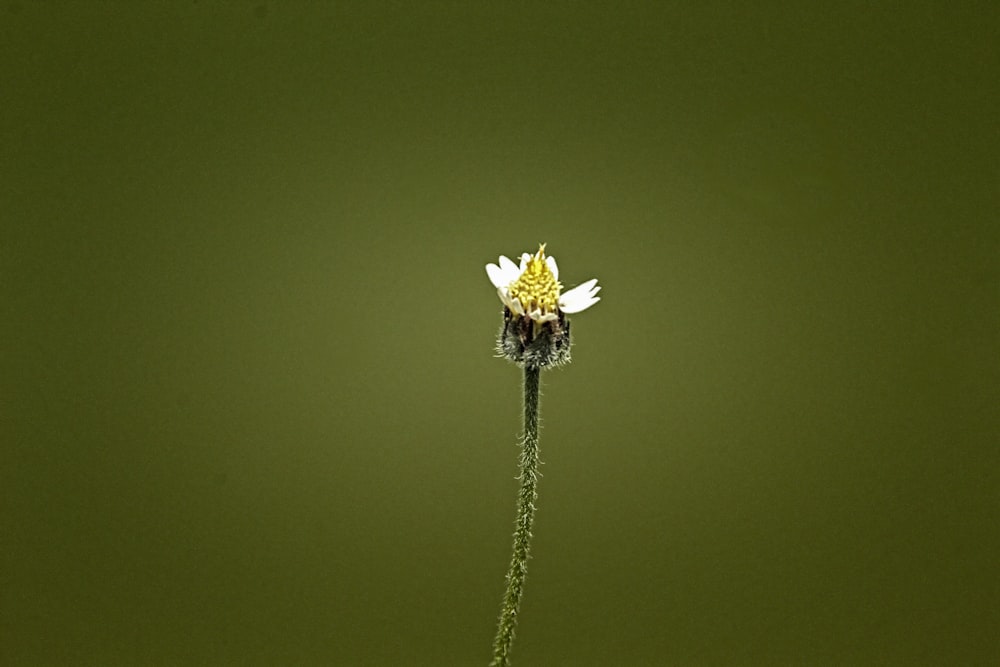 a single white flower with a green background