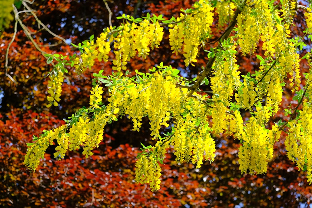 a close up of a tree with yellow flowers