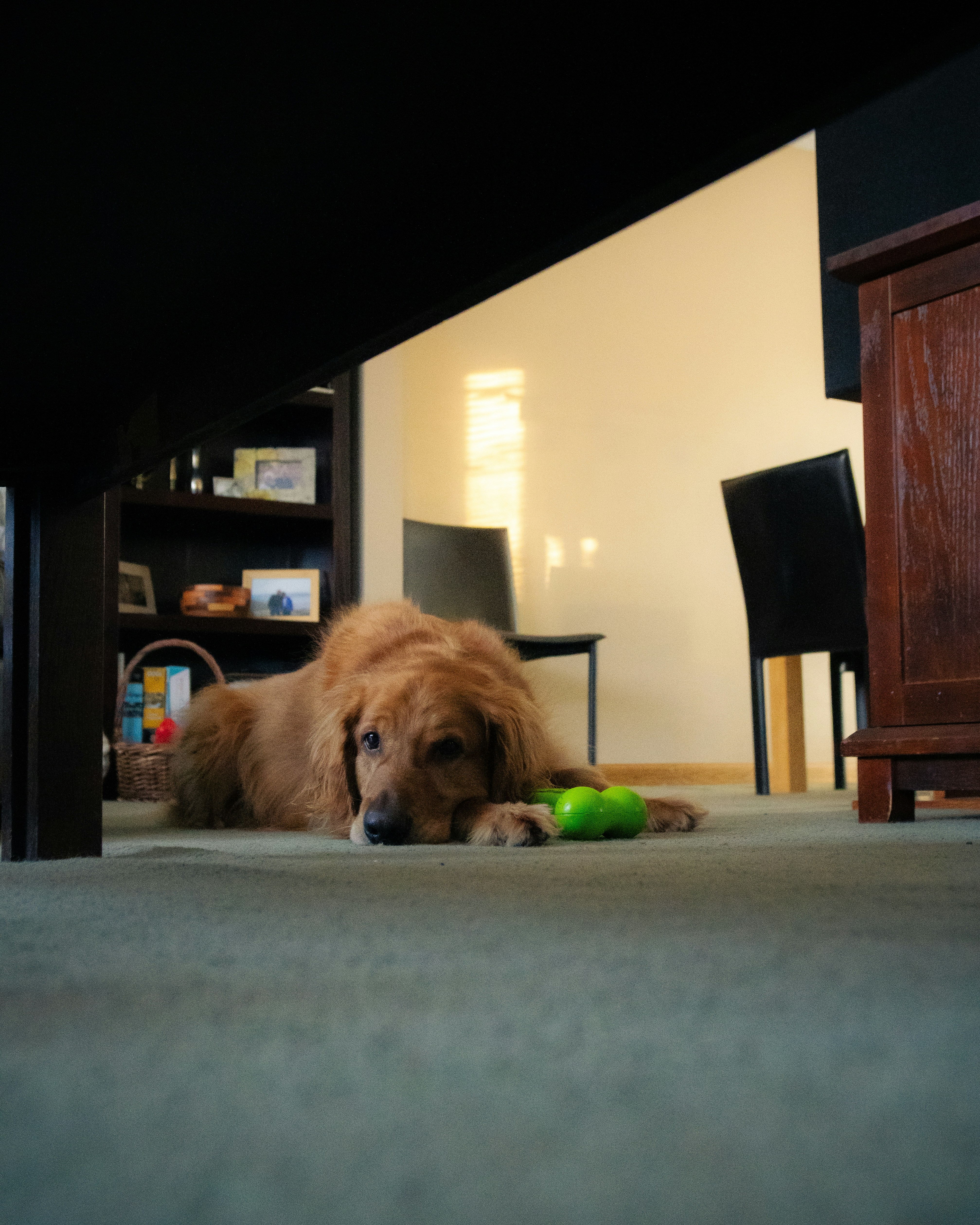 Un golden retriever apoya la cabeza junto a un juguete verde sobre una alfombra.