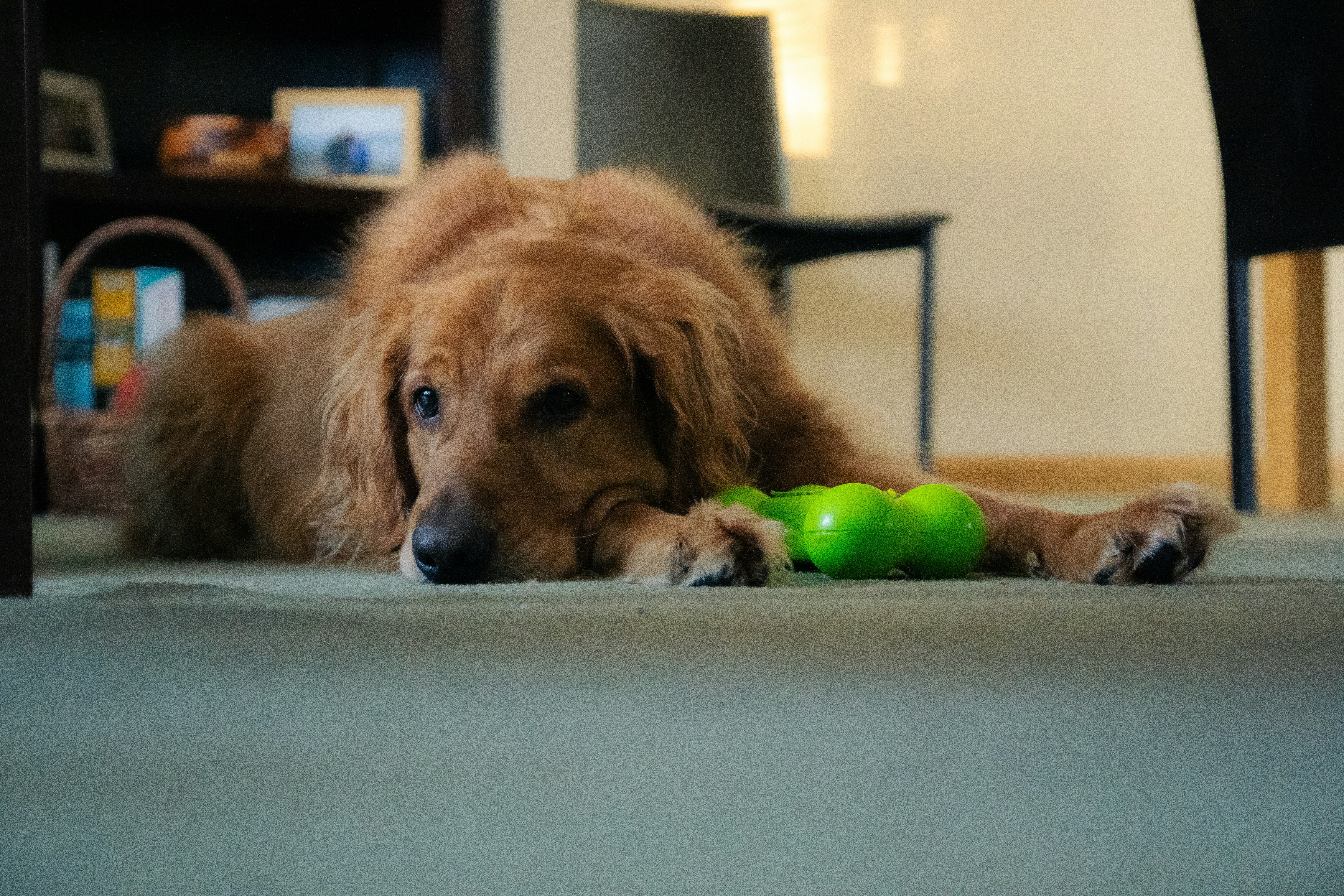 Play it Safe: Essential Tips for Choosing the Right Dog Toys