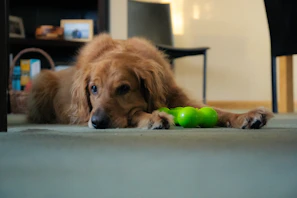 a dog laying on the floor playing with a toy