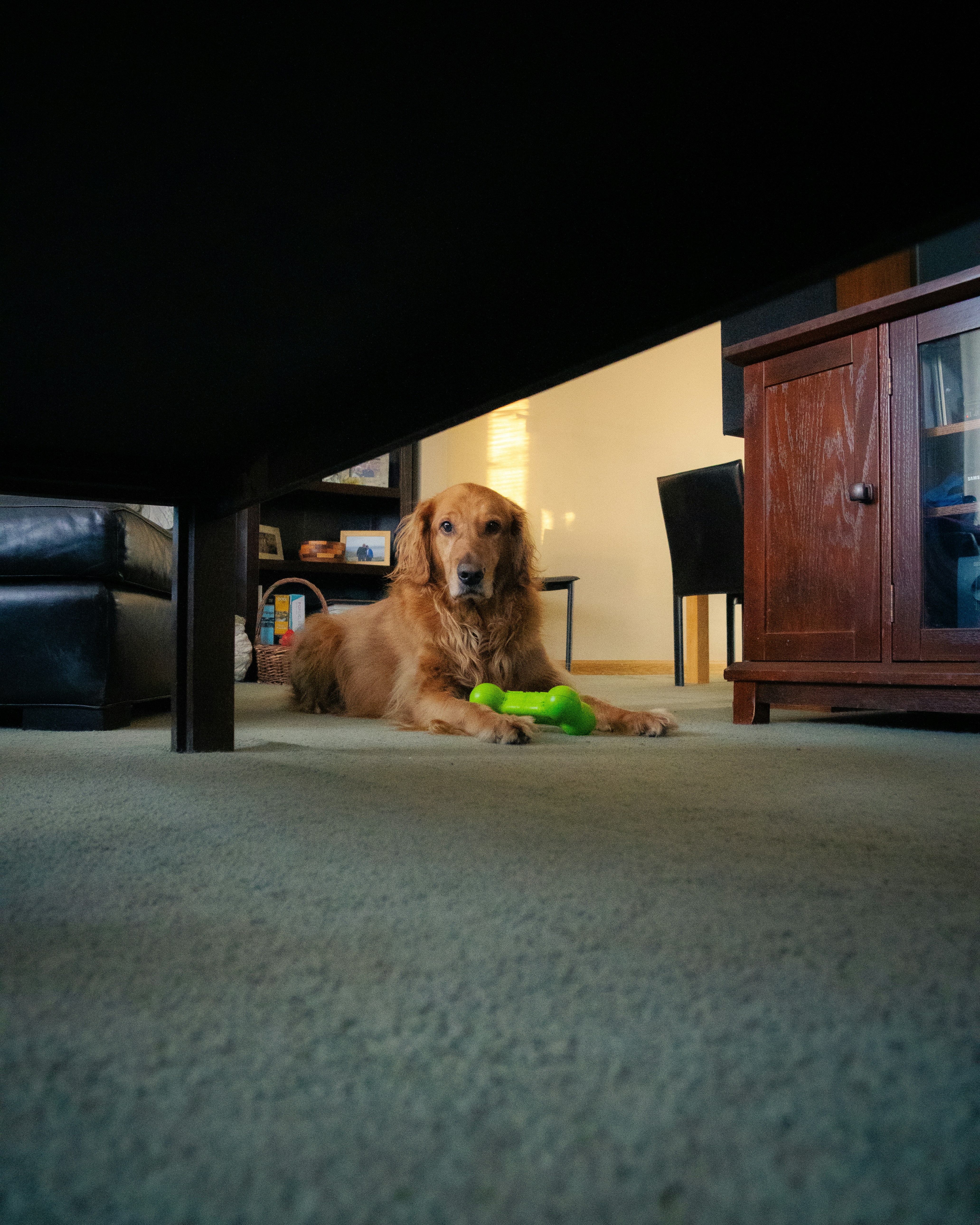 a dog laying on the floor with a toy in its mouth