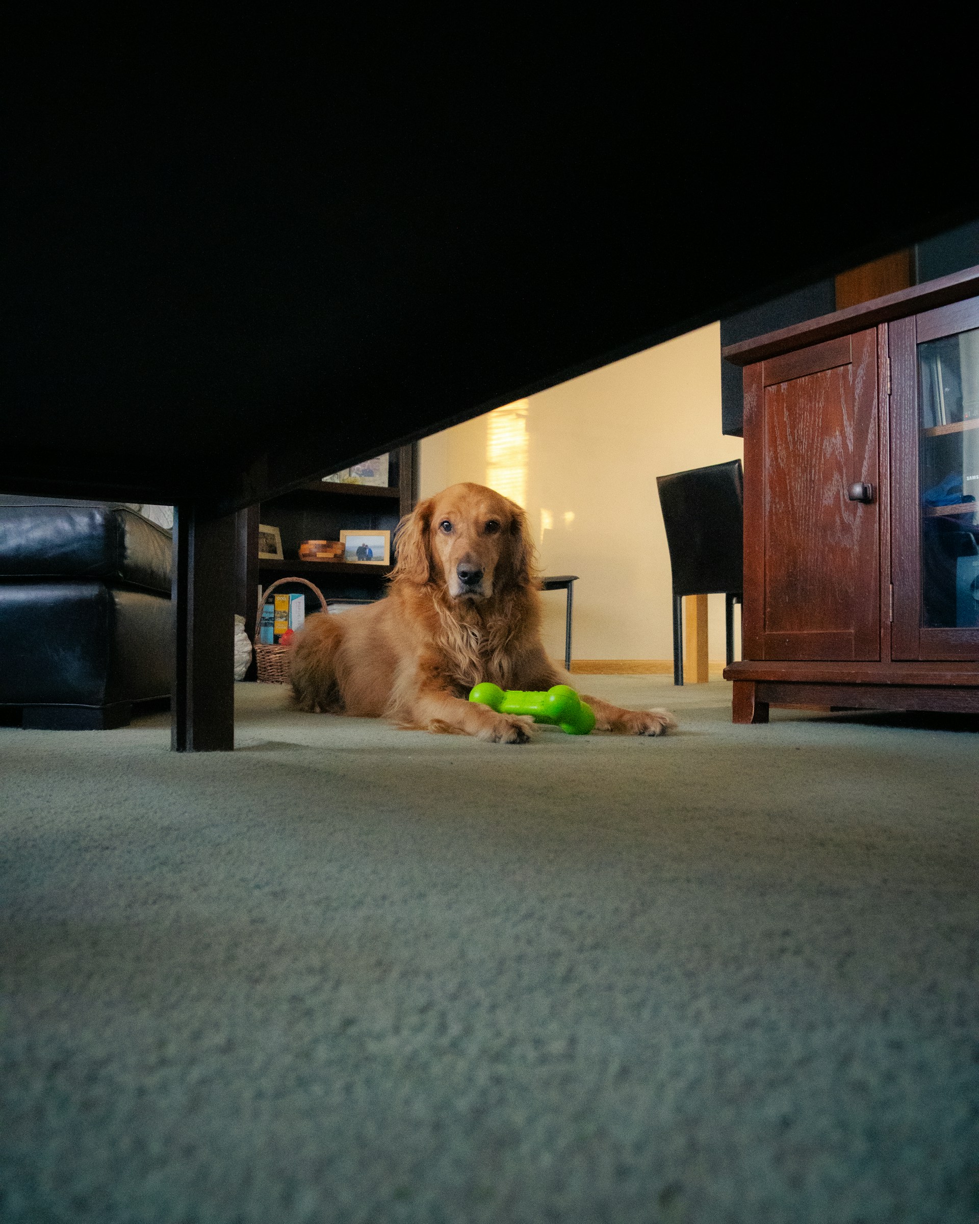 a dog laying on the floor with a toy in its mouth