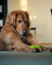 a dog laying on the floor with a toy in its mouth