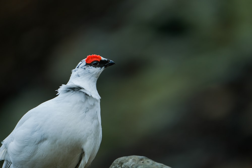 a white bird with a red head sitting on a rock