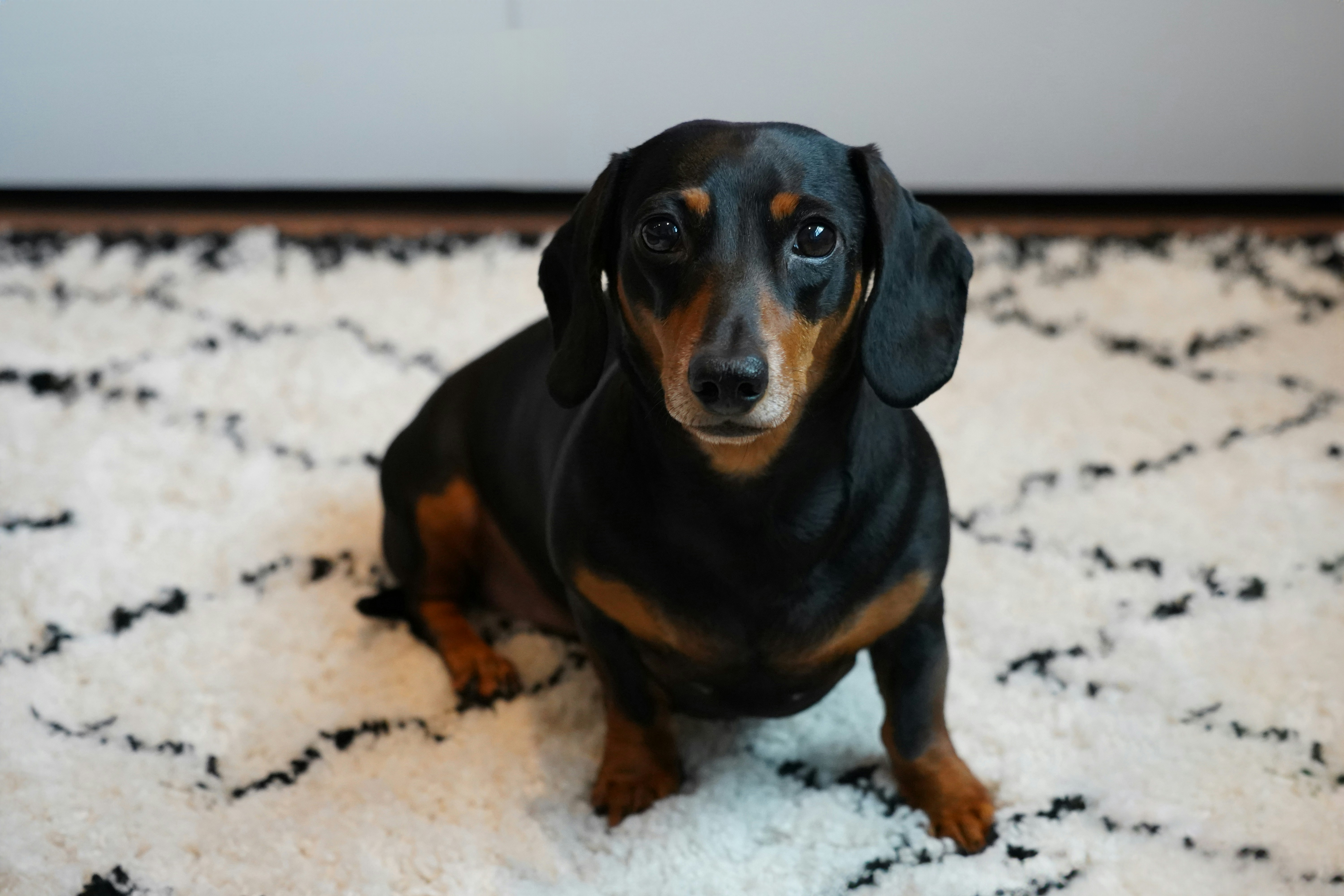 Dachshund