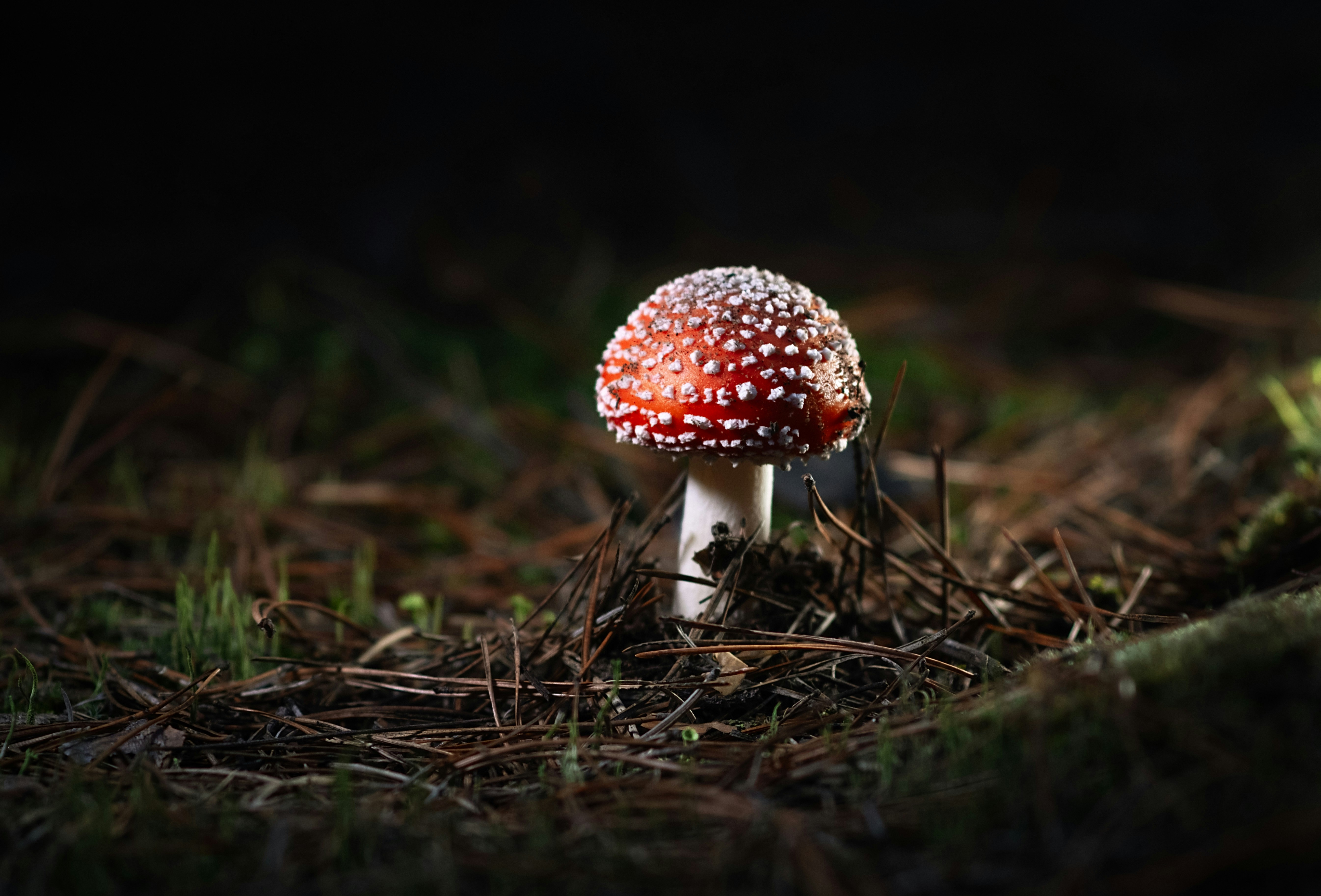a small red and white mushroom sitting on the ground