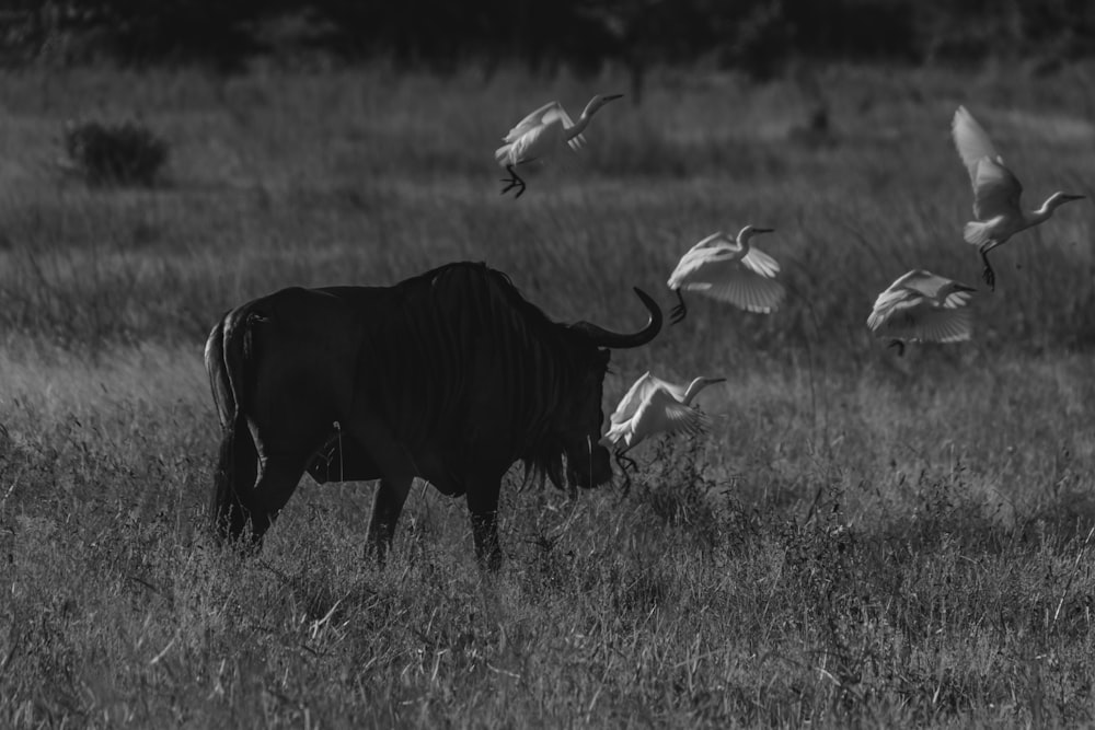 a black and white photo of birds flying over a cow