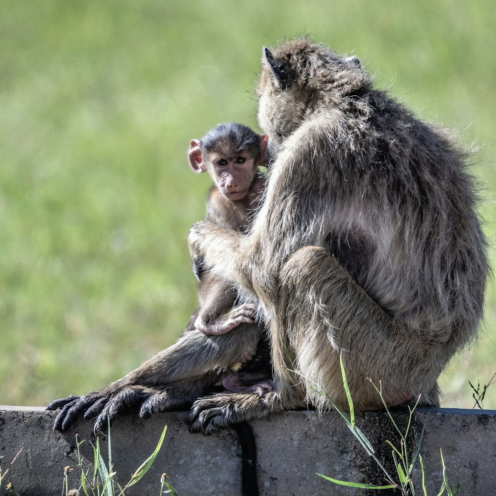a baby monkey sitting on top of an adult monkey