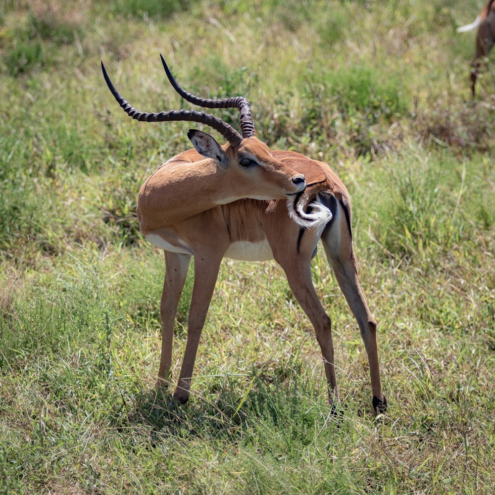 an antelope standing in a grassy field with another antelope in the