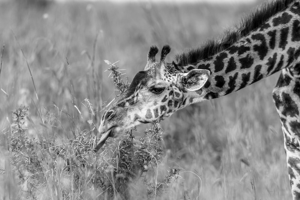 a black and white photo of a giraffe and a baby giraffe