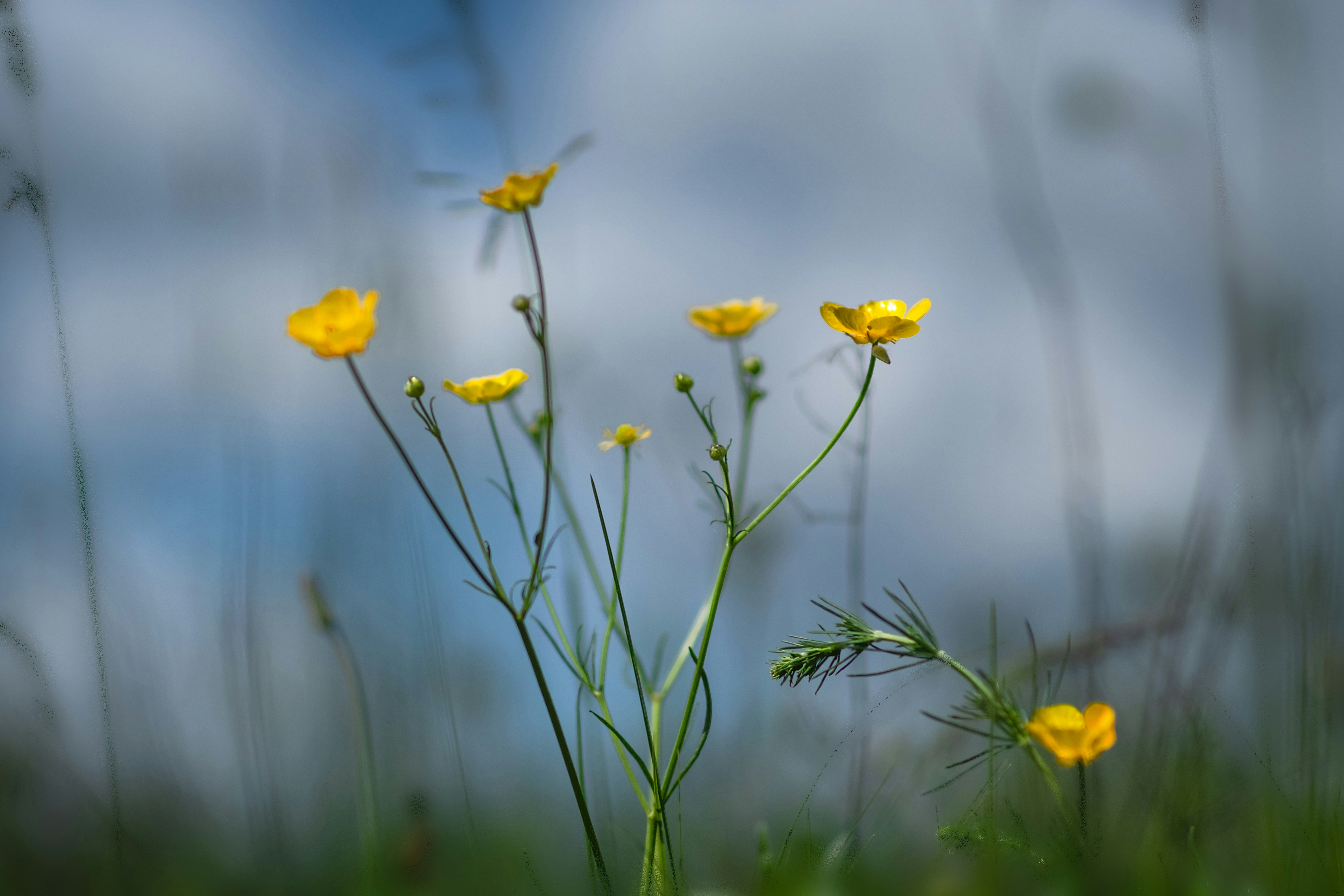 Una flor amarilla en un campo de flores amarillas foto – Imagen de Flor  gratuita en Unsplash, image size:3000x2000