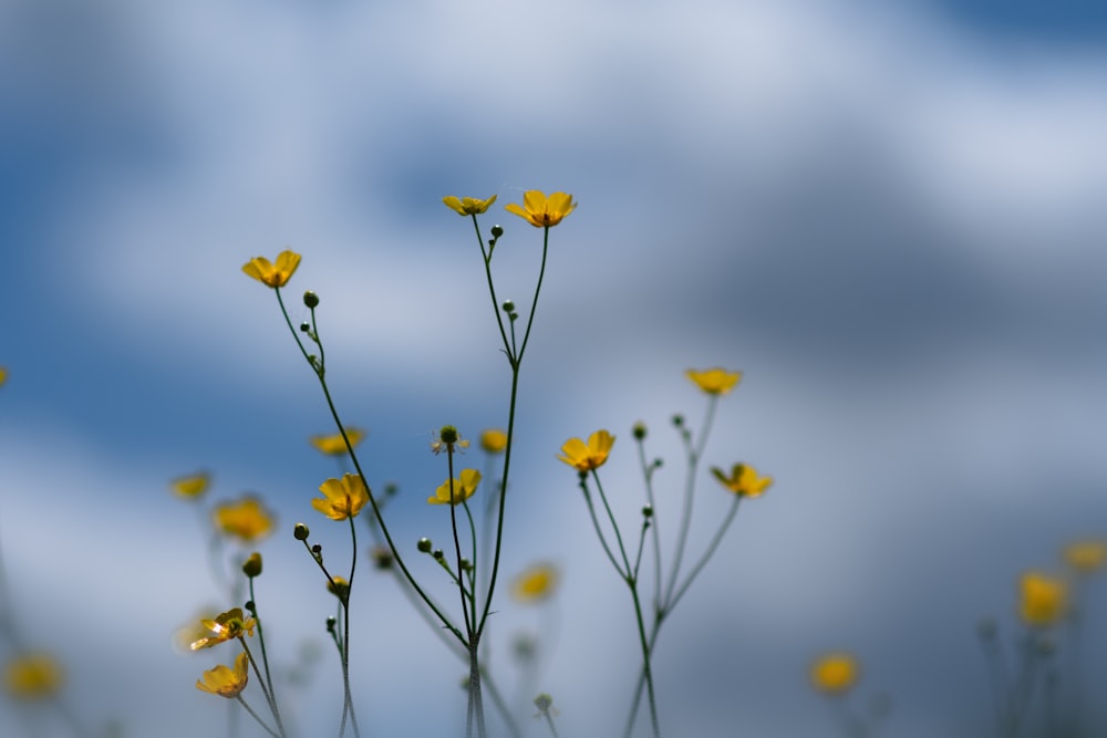 배경에 푸른 하늘이 있는 노란 꽃 무리