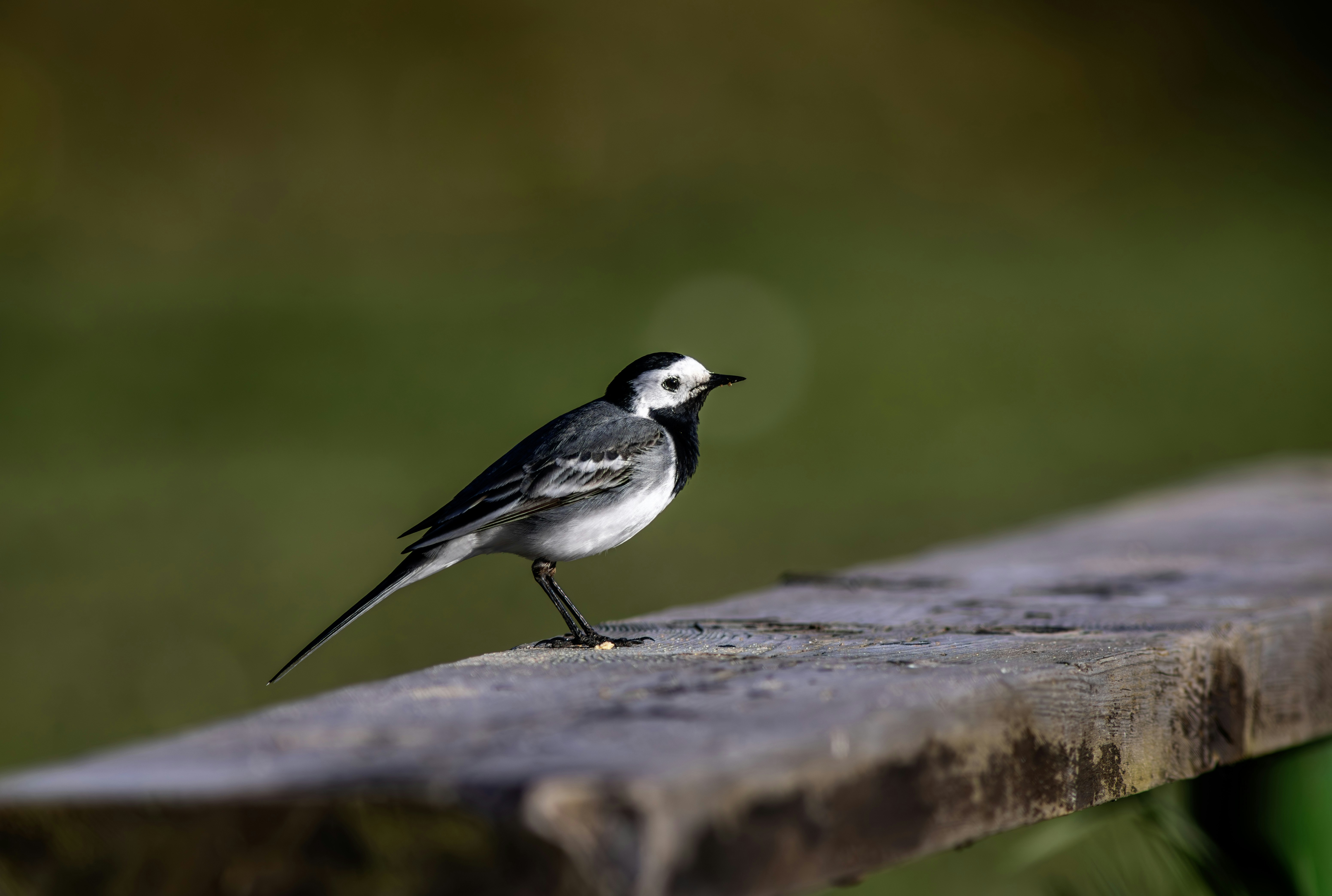 Photo by erik_karits