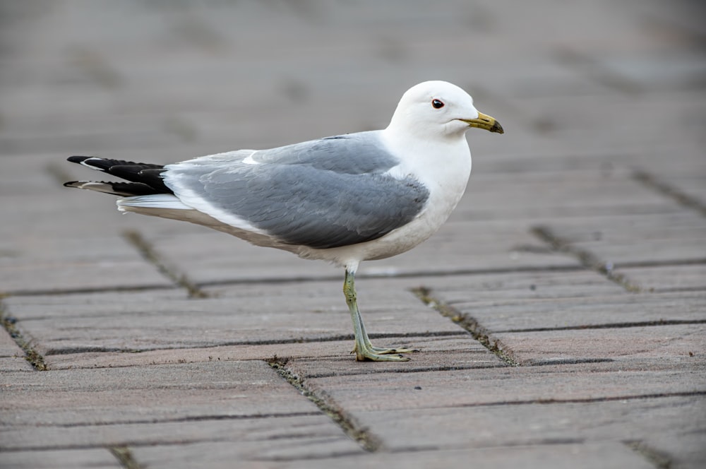 a seagull is standing on a brick walkway