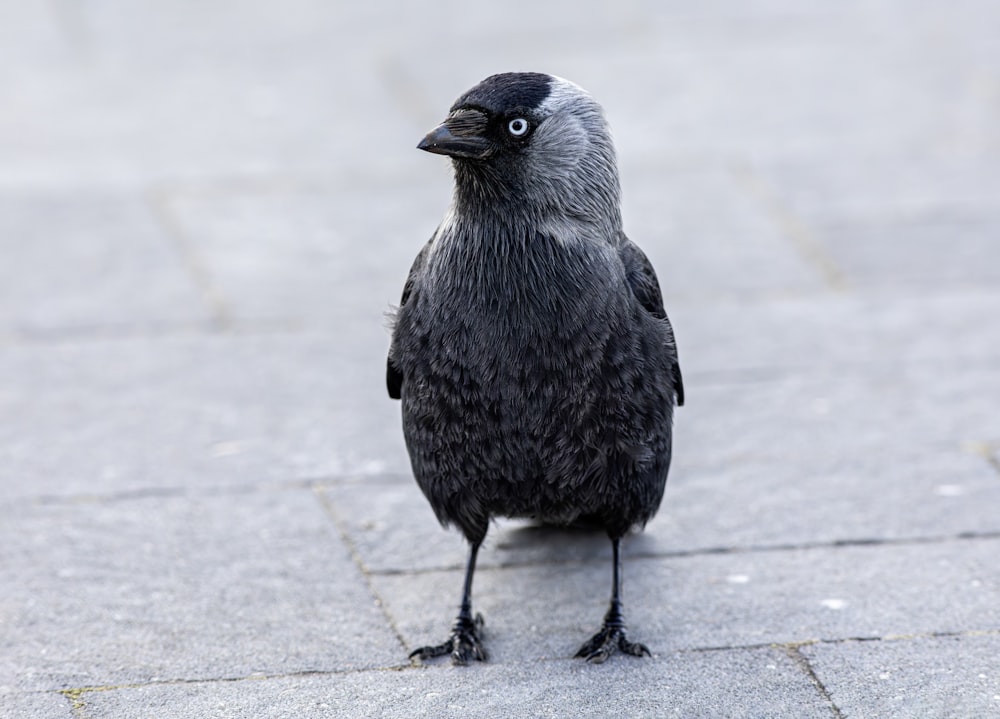 a black and gray bird standing on a sidewalk