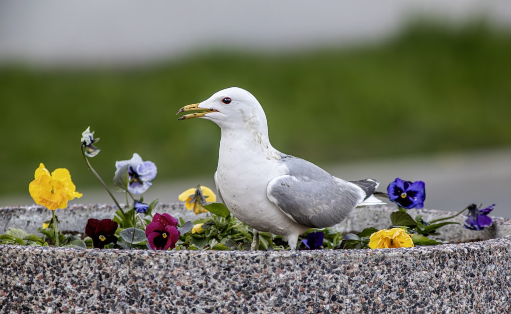 a seagull sitting on a flower pot next to a road