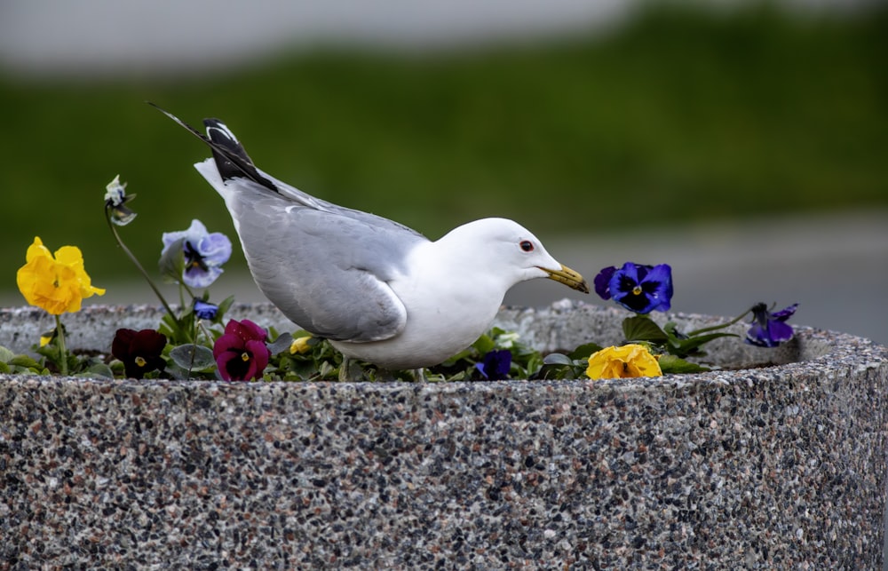 a seagull standing on top of a planter filled with flowers