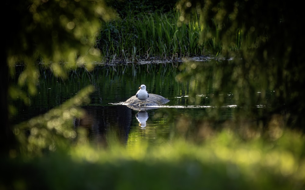 a bird is sitting on a rock in the water