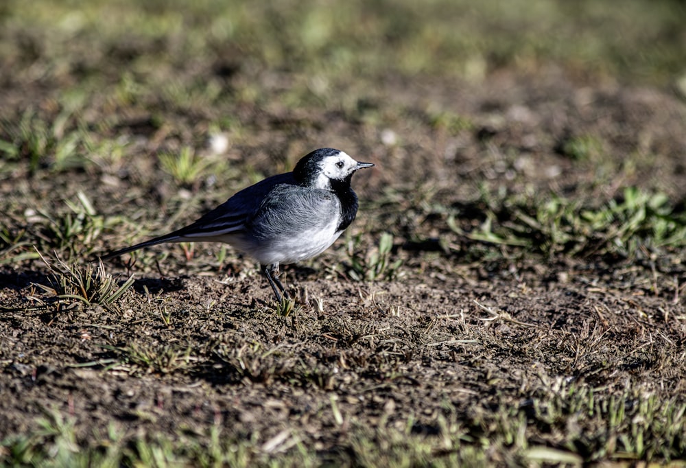 a small bird standing on top of a grass covered field