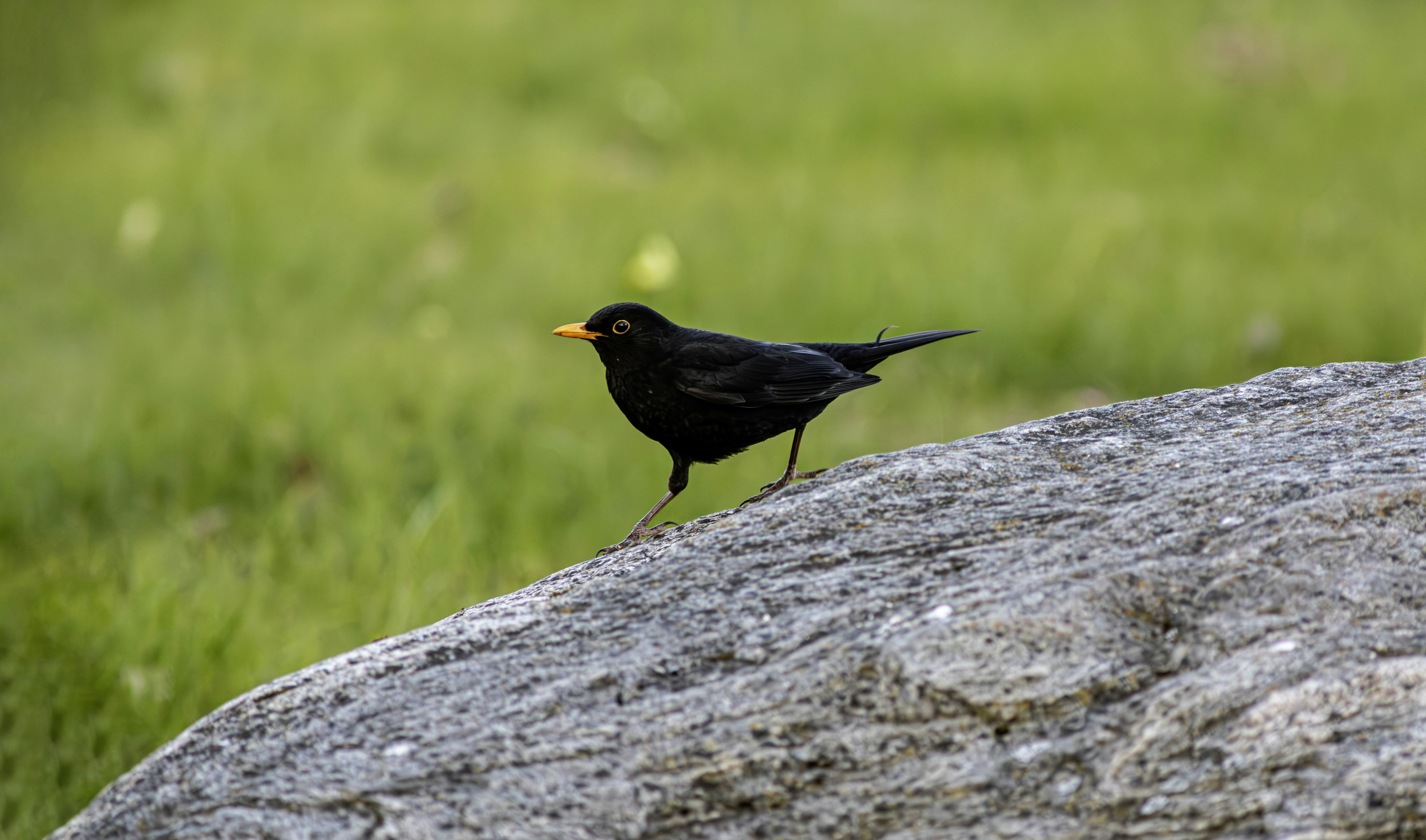 Photo by erik_karits