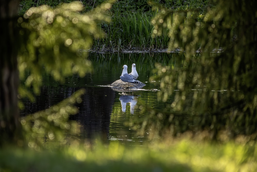 a couple of birds sitting on top of a rock in the water