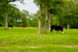 a herd of cattle grazing on a lush green field
