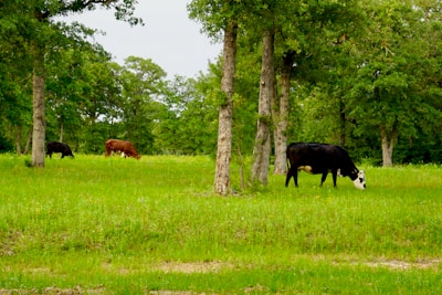 a herd of cattle grazing on a lush green field