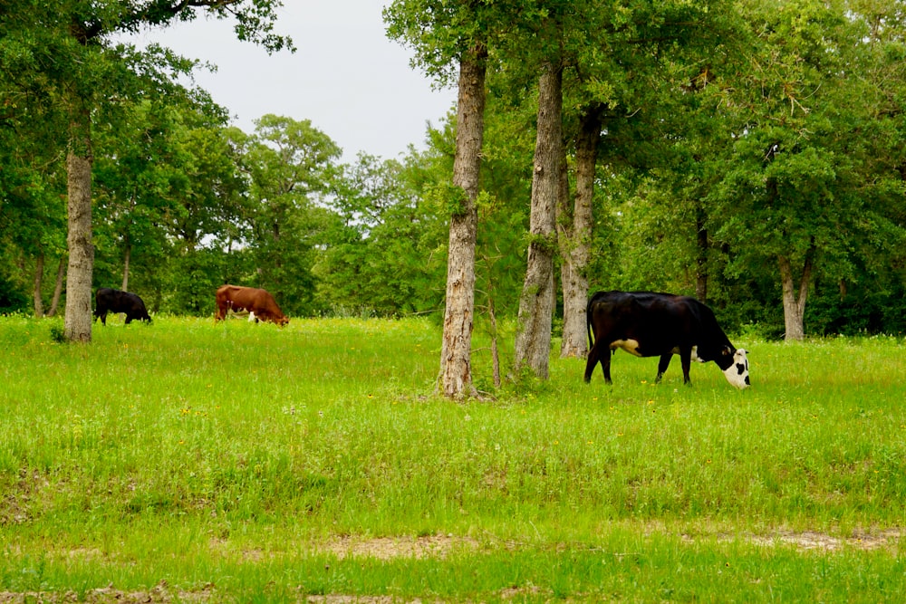 una mandria di bovini al pascolo su un campo verde e lussureggiante