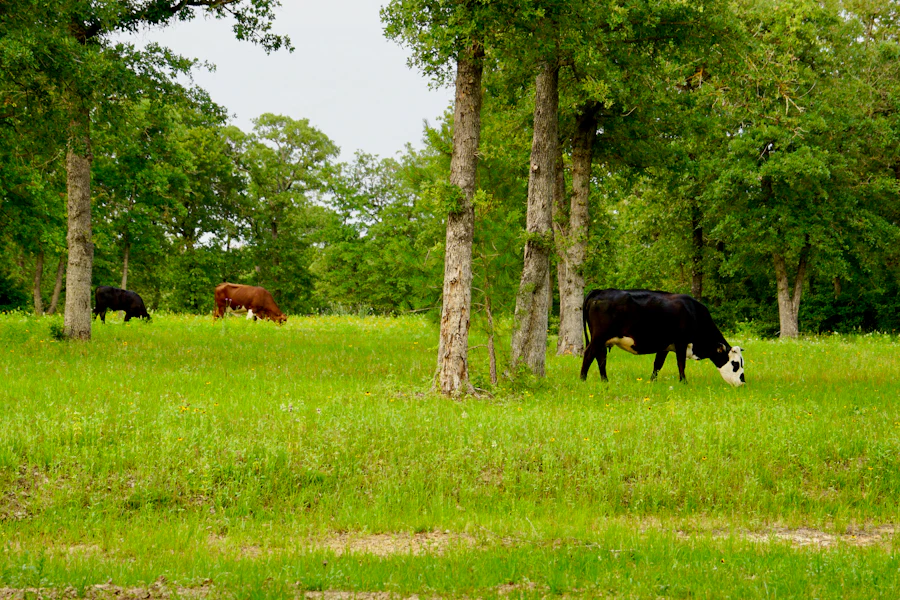Dairy and beef cattle grazing on pasture