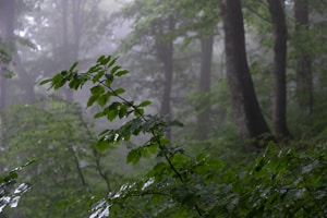 a forest filled with lots of trees covered in rain