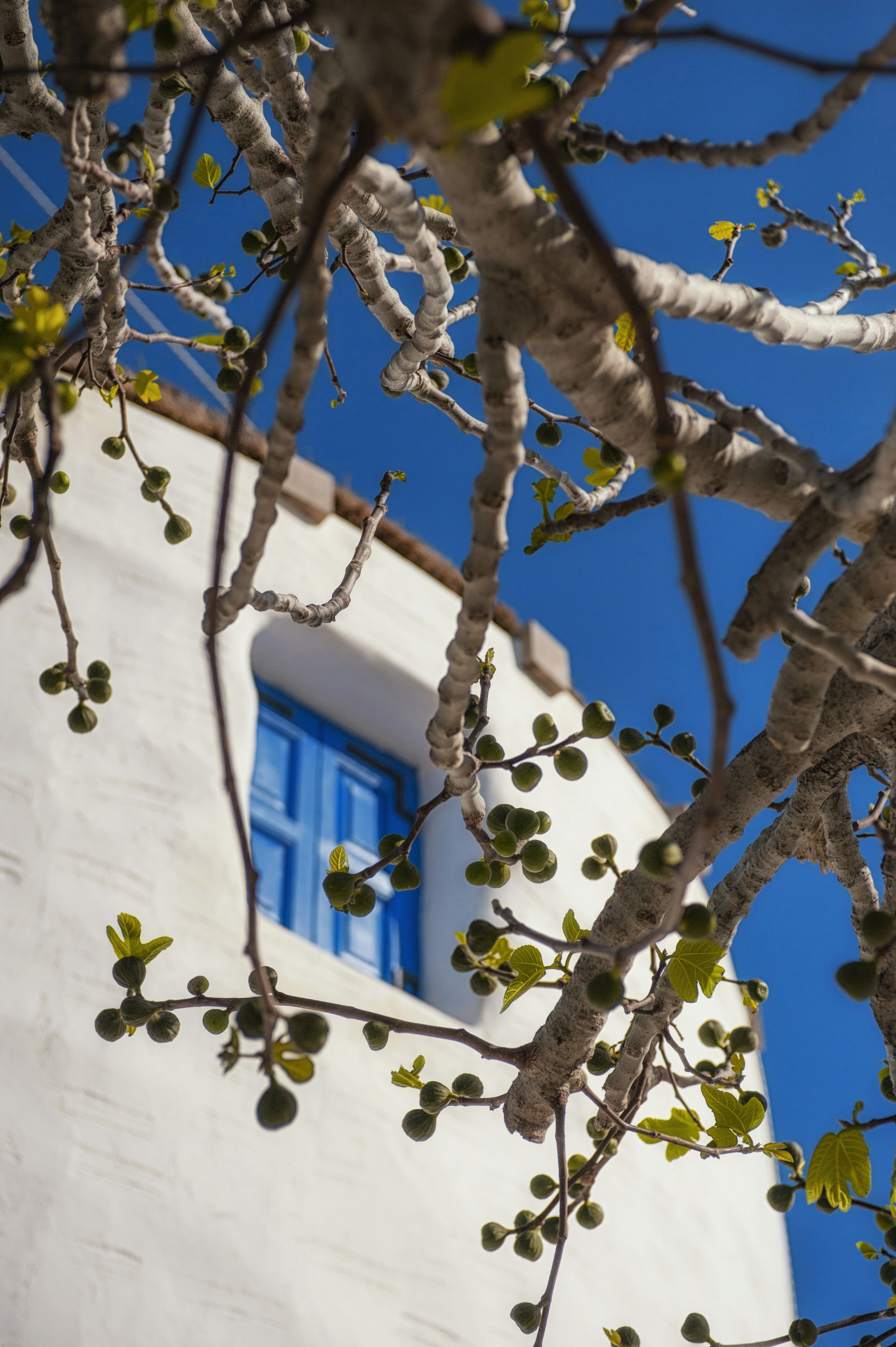a white building with a blue window and tree branches