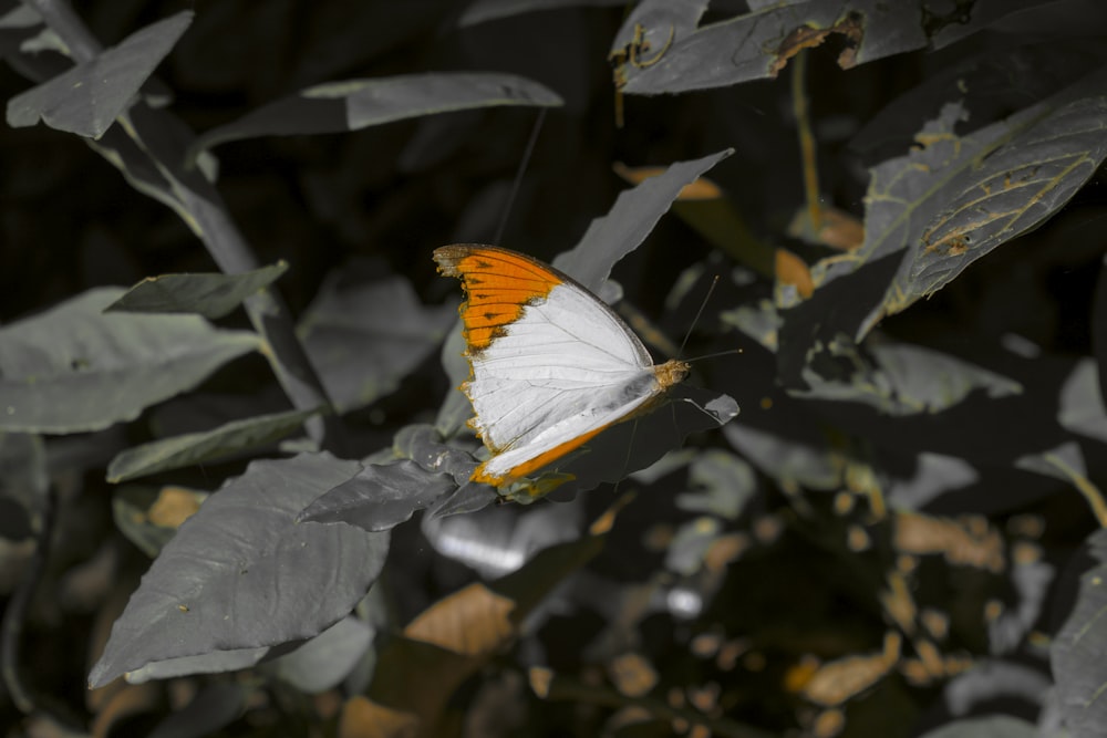 a white and orange butterfly sitting on a leaf