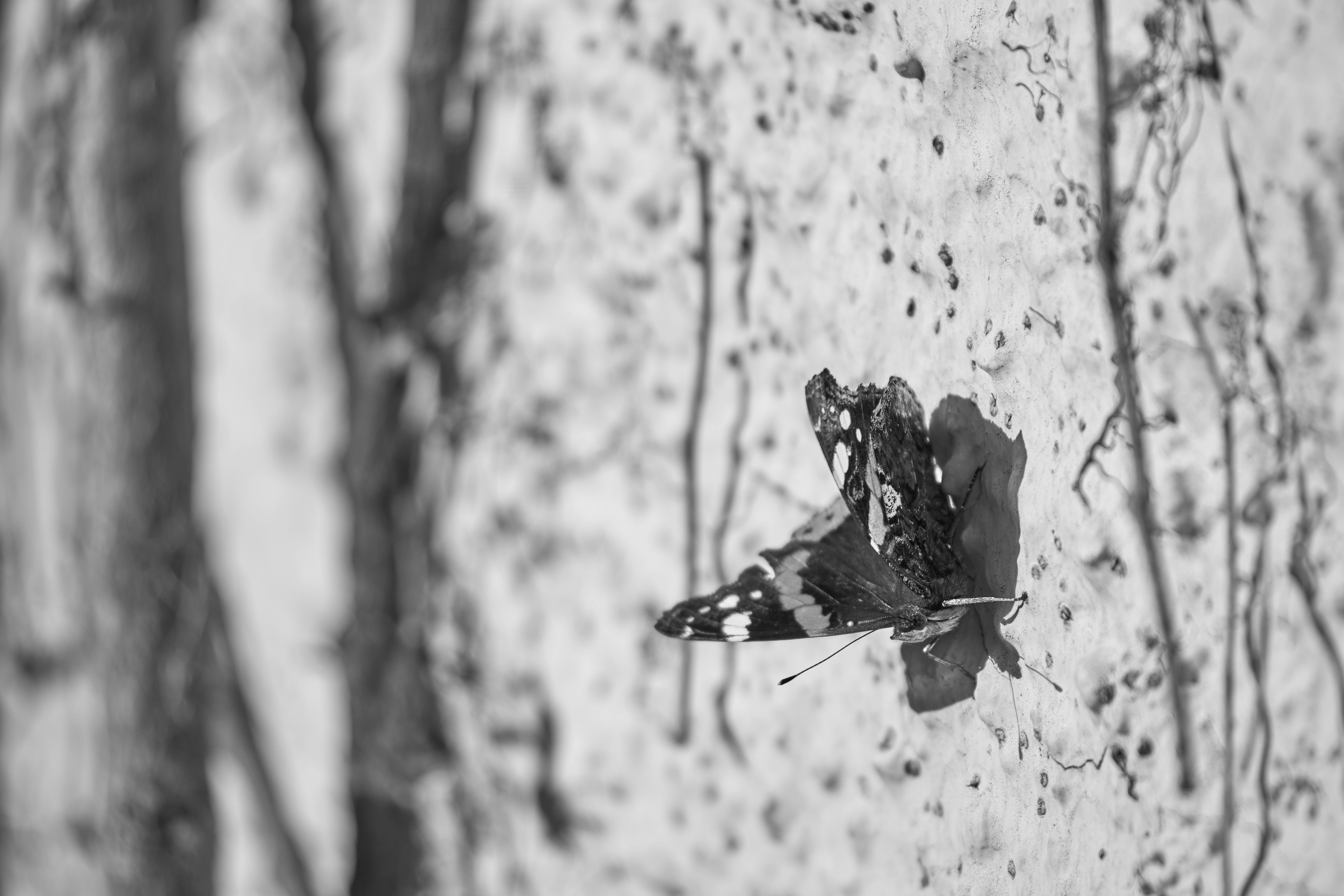 Photo by wolfgang_hasselmann