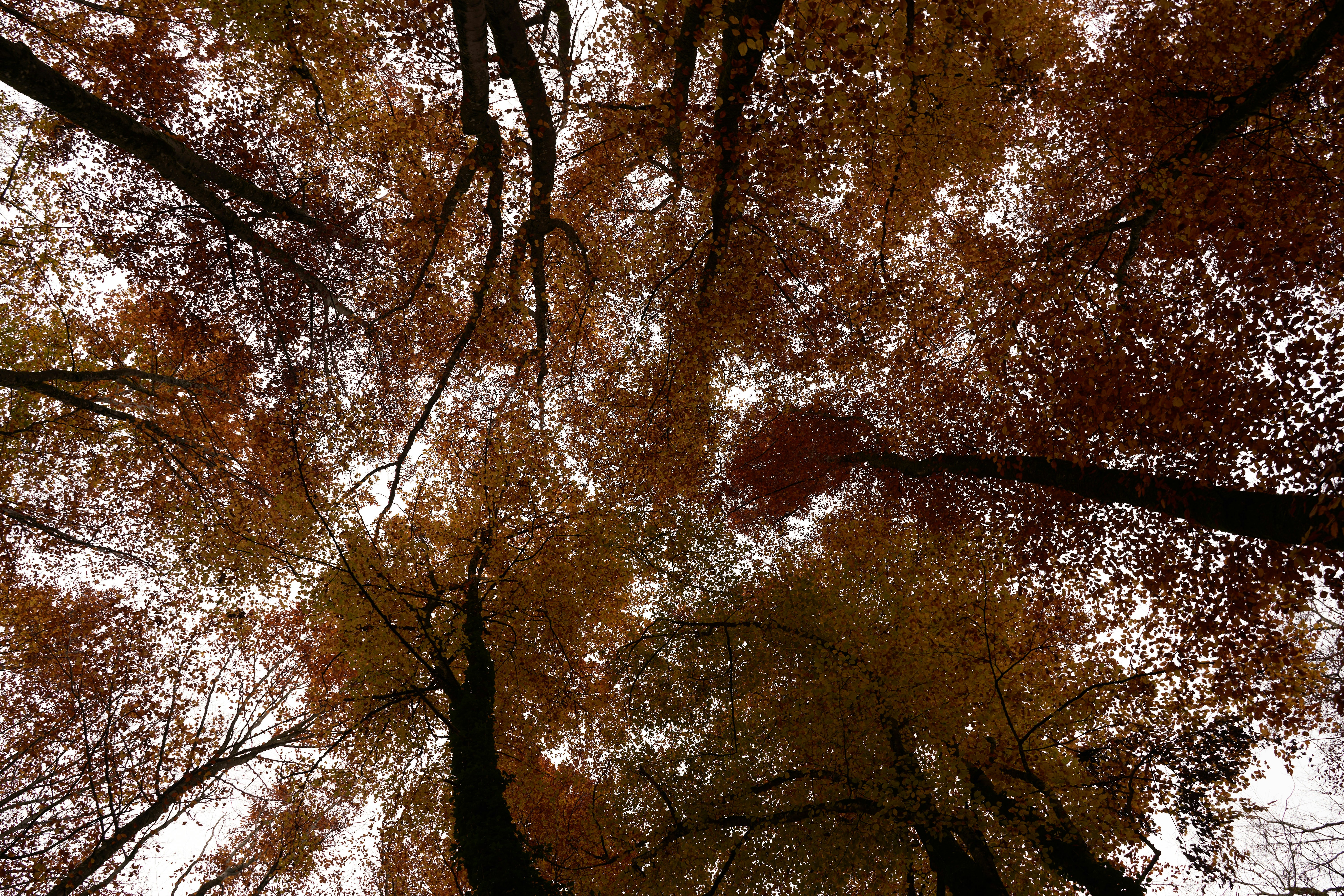 Photo by wolfgang_hasselmann