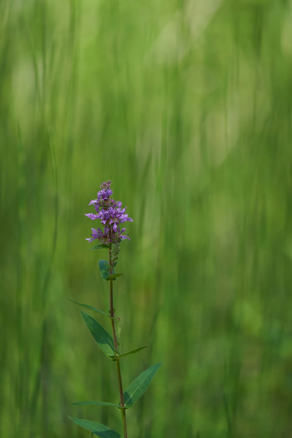 a single purple flower in a field of green grass
