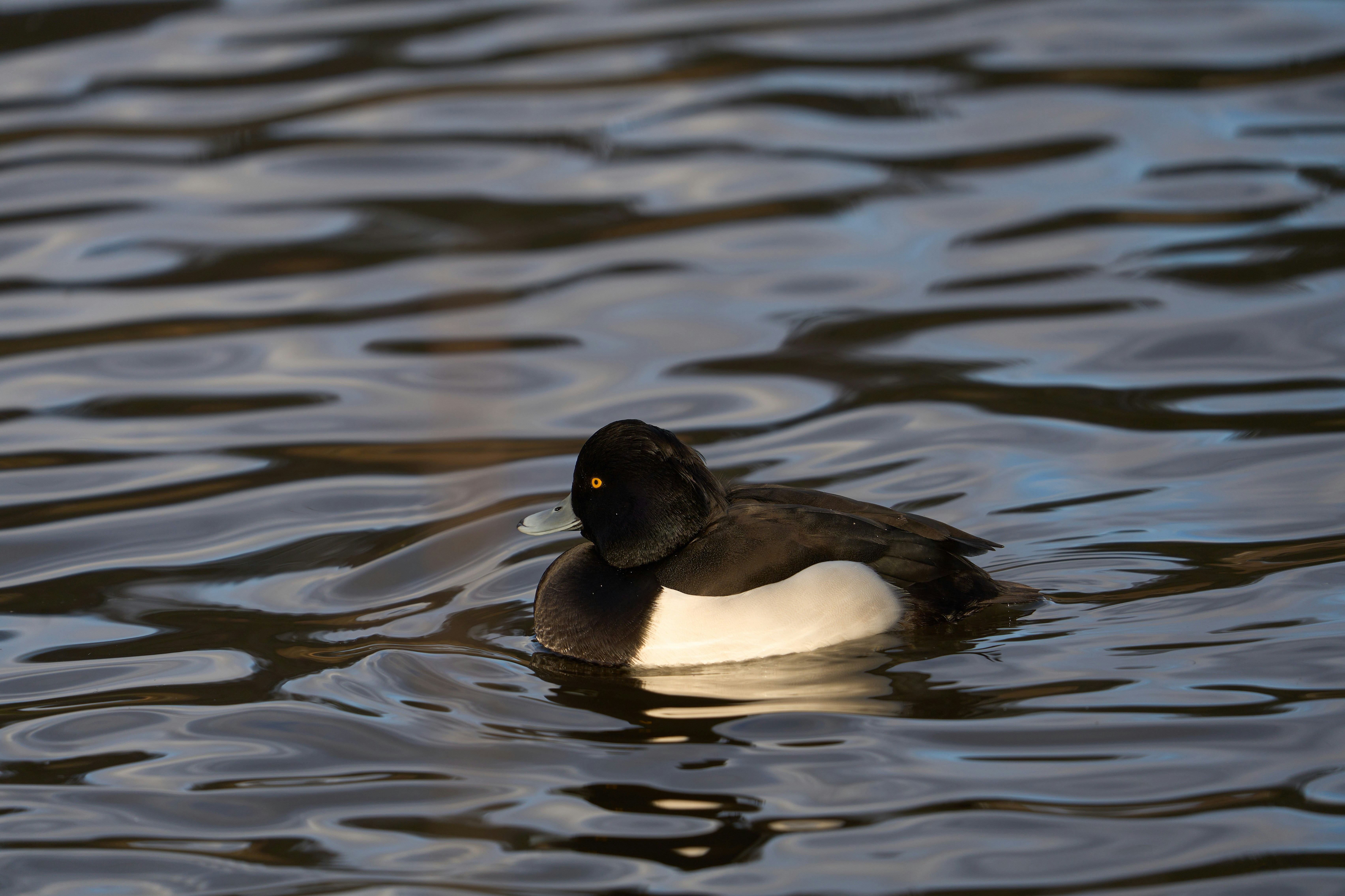 Photo by wolfgang_hasselmann