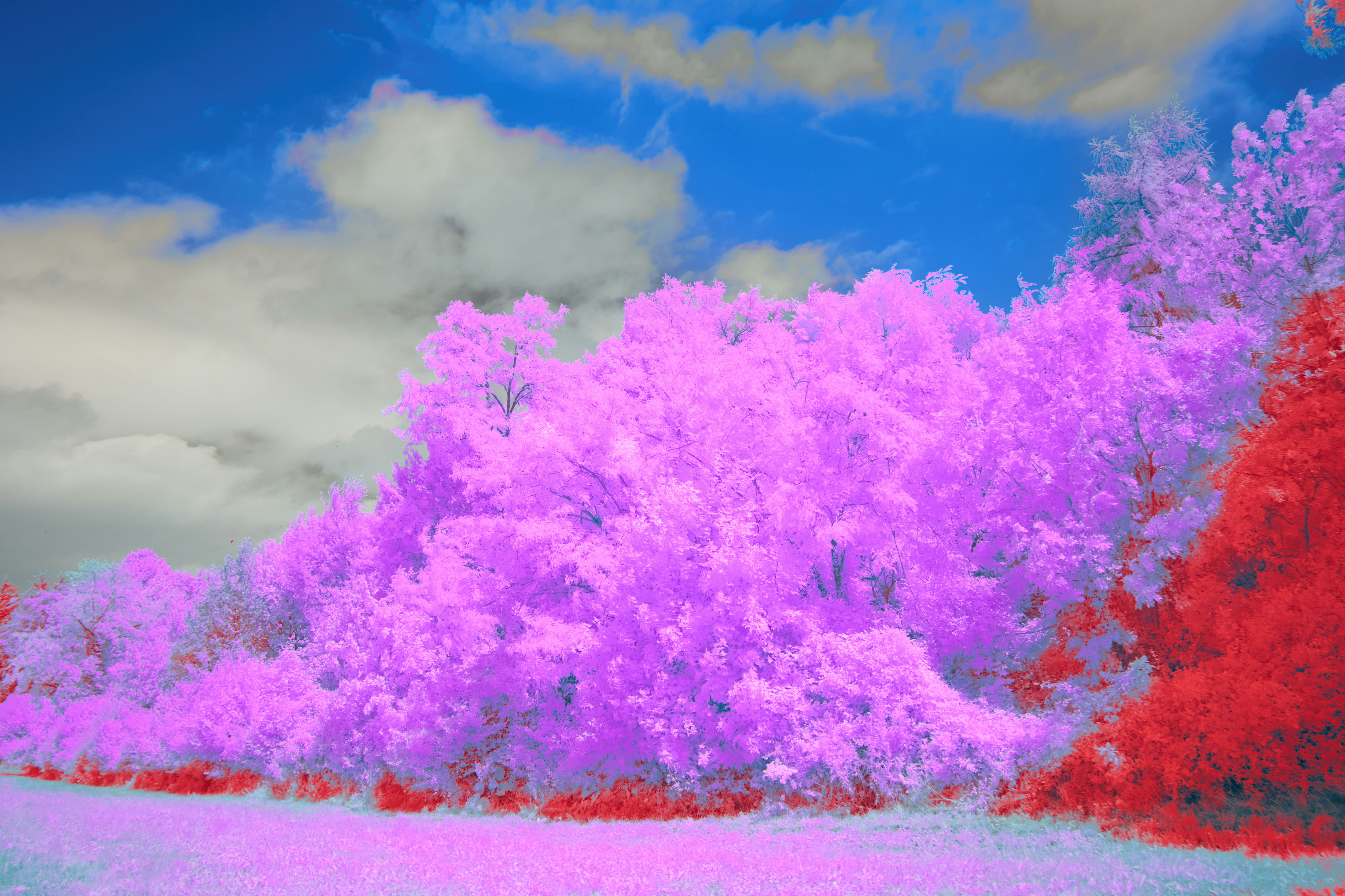 Photo by wolfgang_hasselmann