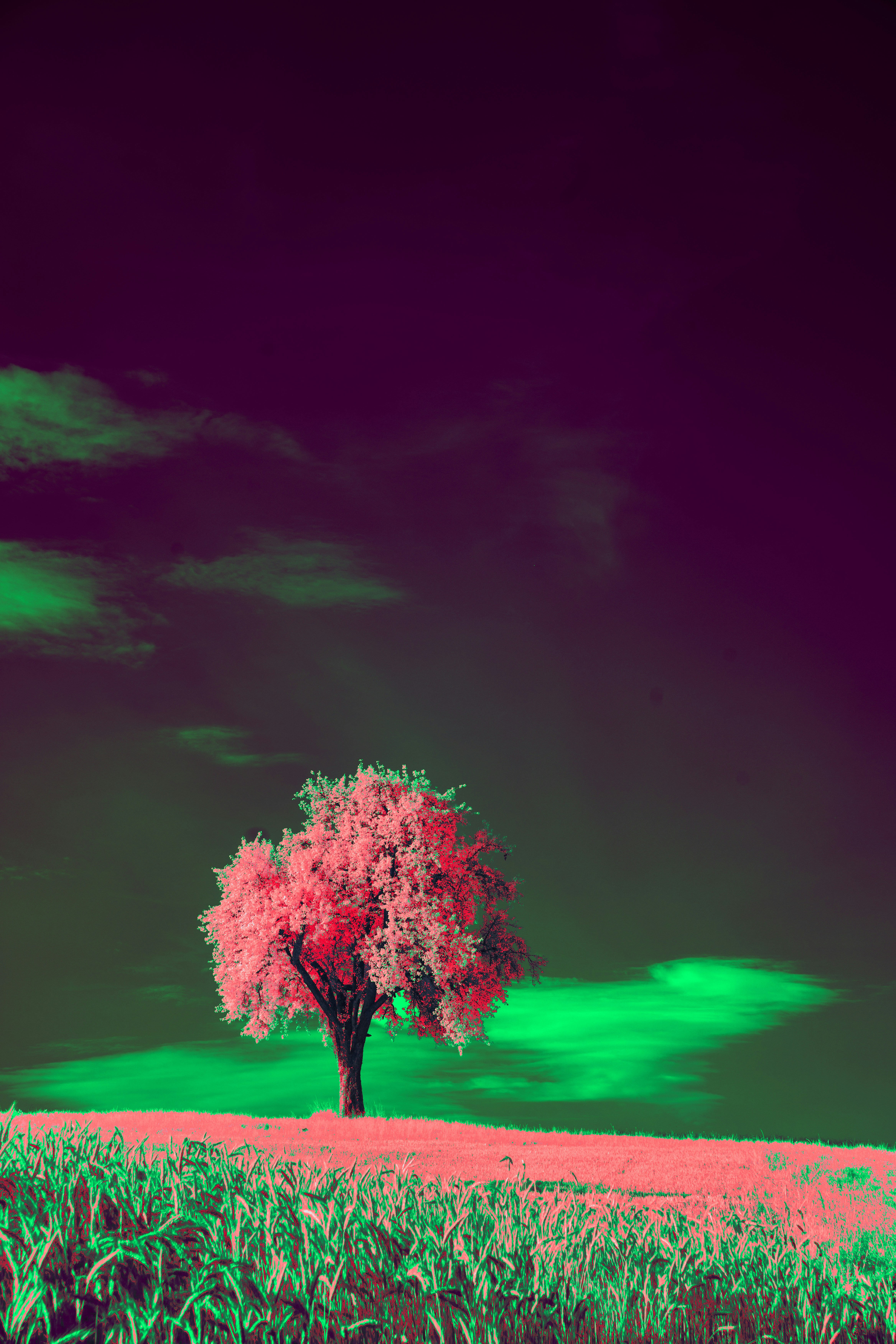 Photo by wolfgang_hasselmann