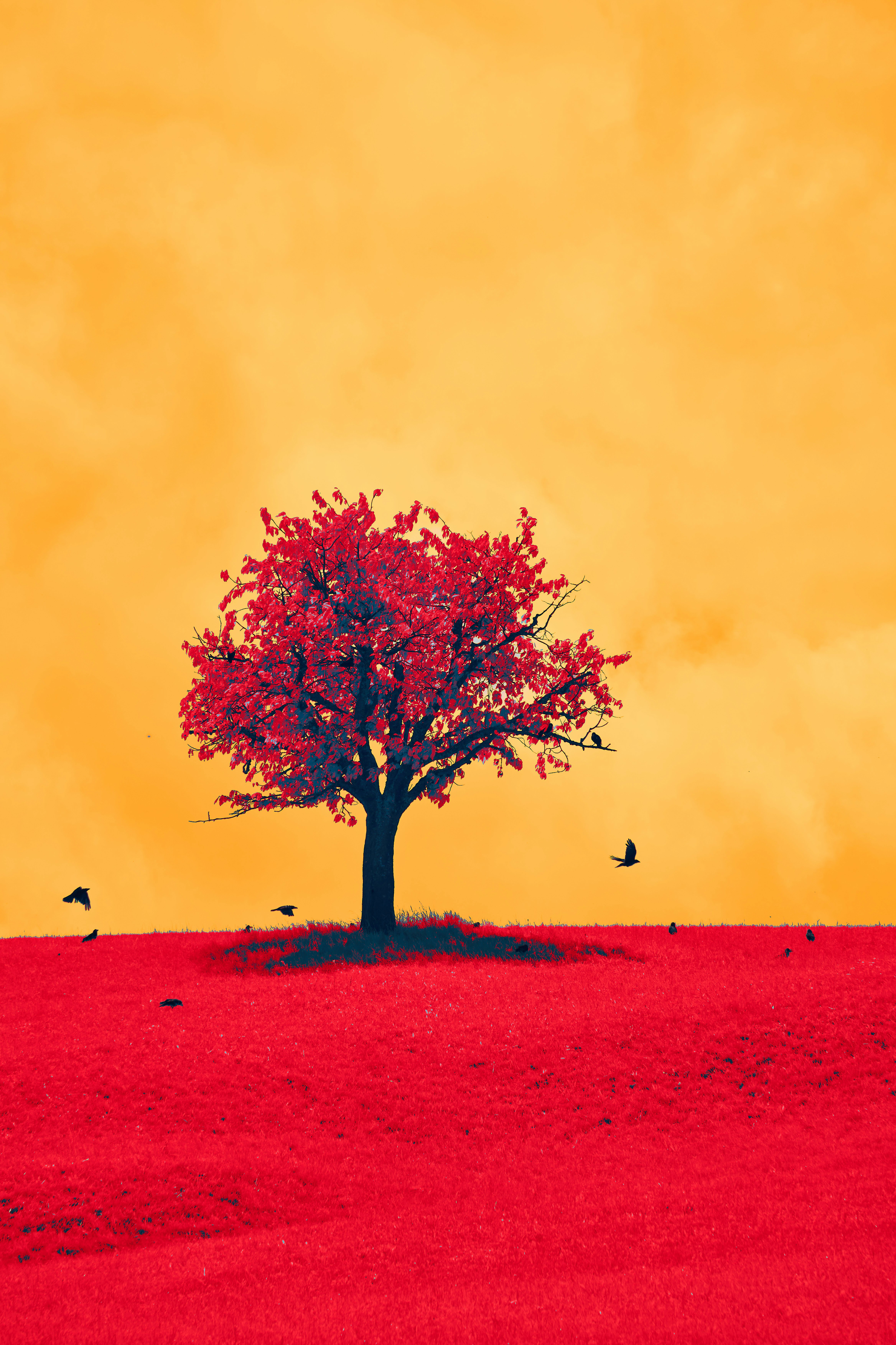 Photo by wolfgang_hasselmann