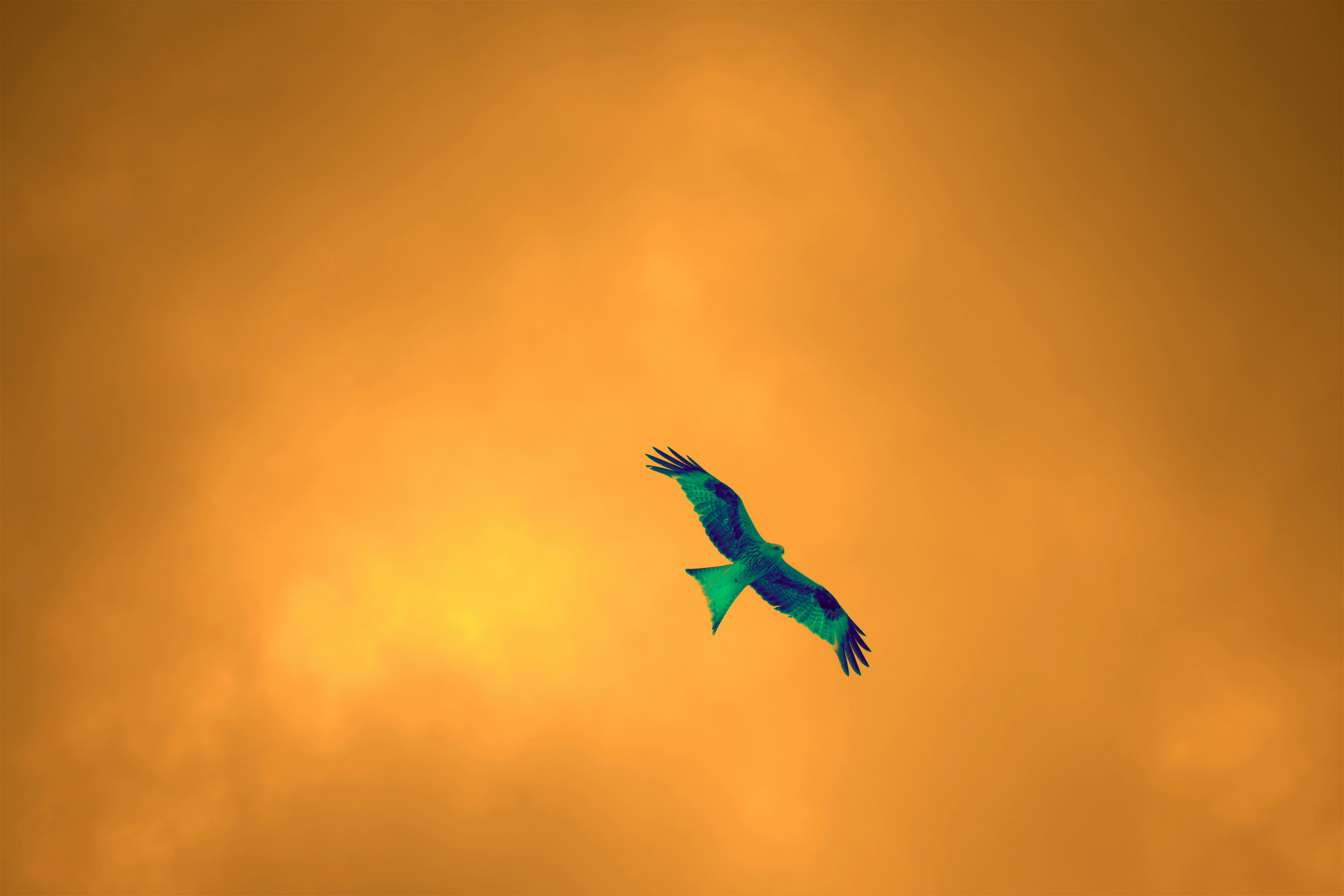 空をイメージする鳥 空を飛ぶ鳥[22321009058]の写真・イラスト素材｜アマナイメージズ