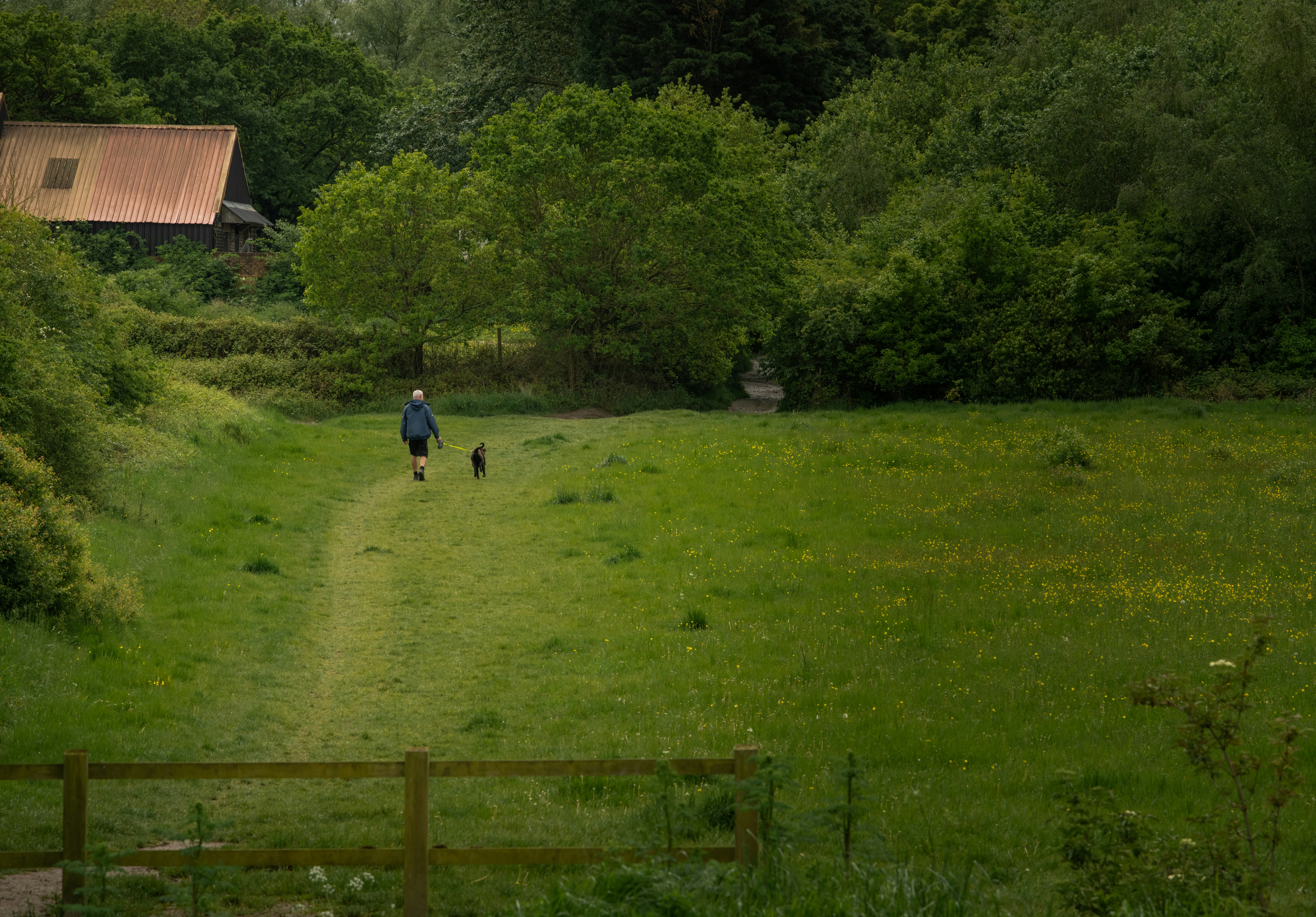 dog walking countryside