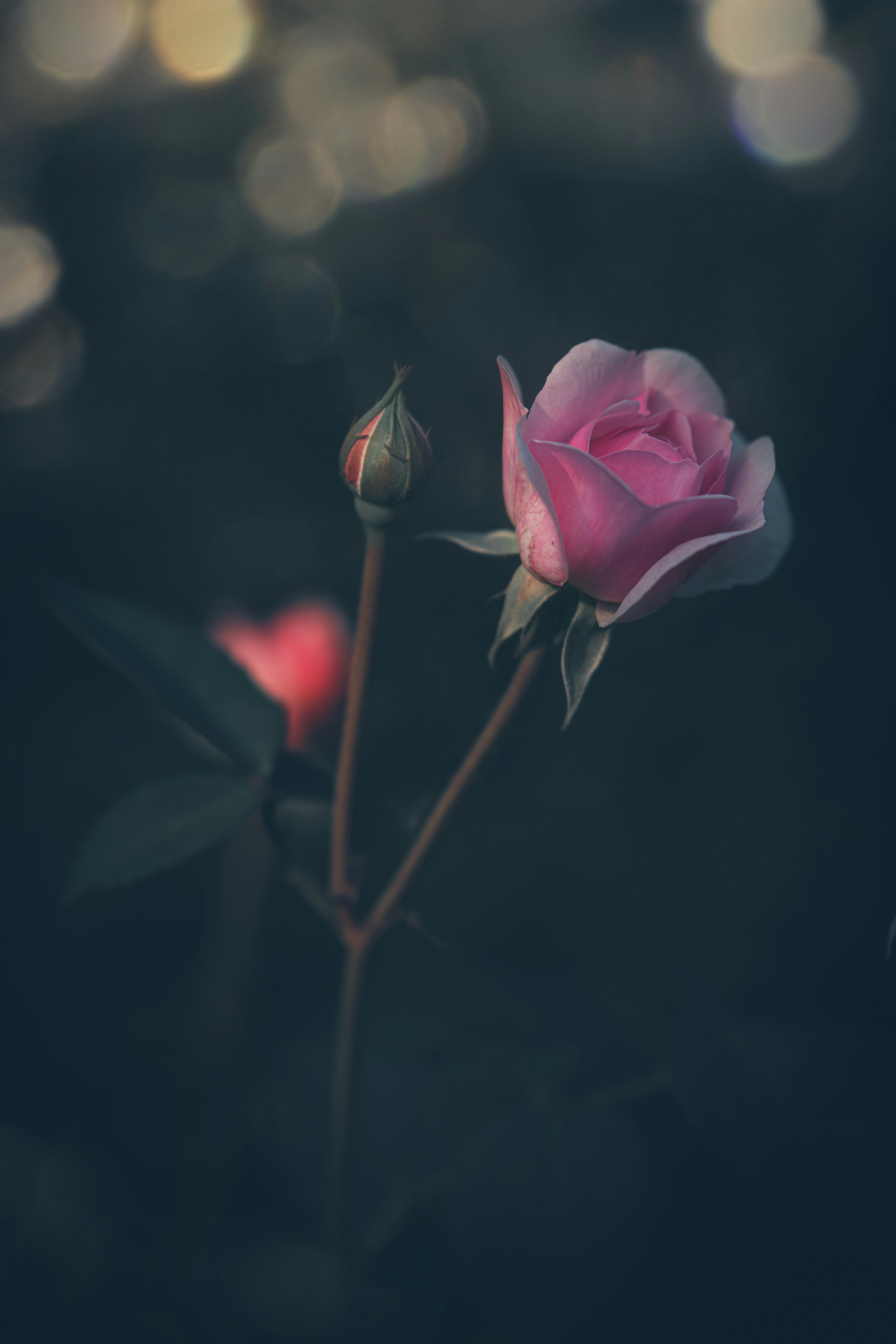 Photo by matt_captures_nature