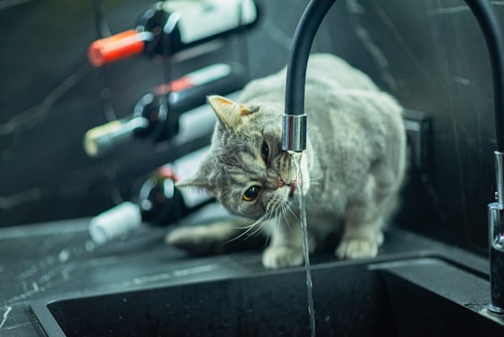 a cat drinking water from a kitchen sink